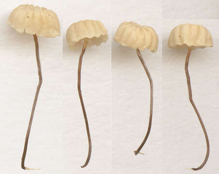 Image of Marasmius bulliardii Quél. 1878