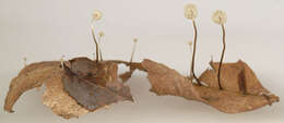 Imagem de Marasmius bulliardii Quél. 1878