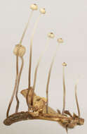 Image of Marasmius bulliardii Quél. 1878