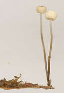 Image of Marasmius bulliardii Quél. 1878