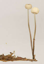 Image of Marasmius bulliardii Quél. 1878