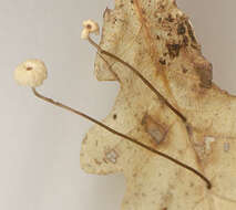 Image of Marasmius bulliardii Quél. 1878