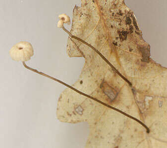 Imagem de Marasmius bulliardii Quél. 1878