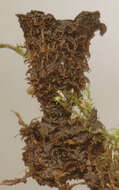 Image of Cyathus striatus (Huds.) Willd. 1787