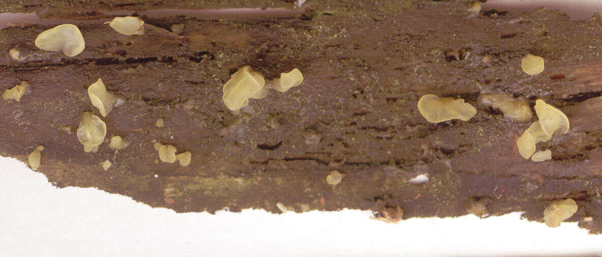 Image of Calocera pallidospathulata D. A. Reid 1974