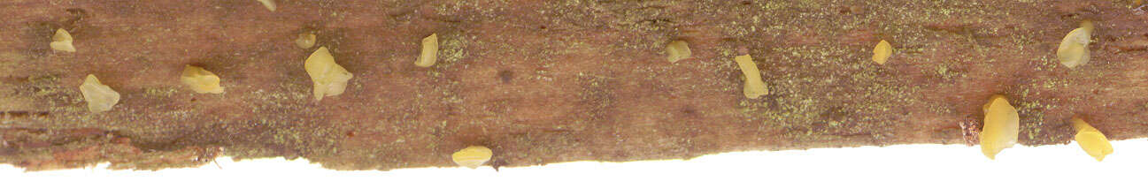 Image of Calocera pallidospathulata D. A. Reid 1974