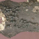 Image of Rosellinia britannica L. E. Petrini, Petrini & S. M. Francis 1989