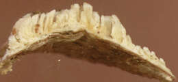 Image of Xylodon radula (Fr.)