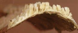 Image of Xylodon radula (Fr.)