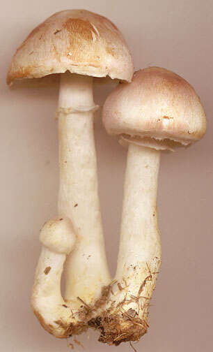 Image of Agaricus dulcidulus Schulzer 1874