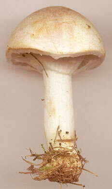 Image of Agaricus dulcidulus Schulzer 1874