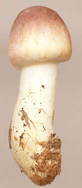 Image of Agaricus dulcidulus Schulzer 1874