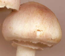 Image of Agaricus dulcidulus Schulzer 1874