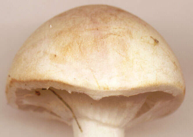 Image of Agaricus dulcidulus Schulzer 1874