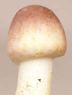 Image of Agaricus dulcidulus Schulzer 1874