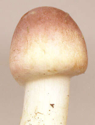 Image of Agaricus dulcidulus Schulzer 1874