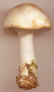 Image of Agaricus dulcidulus Schulzer 1874