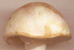 Image of Agaricus dulcidulus Schulzer 1874