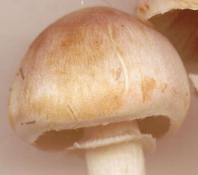 Image of Rosy Wood Mushroom