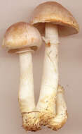 Image of Agaricus dulcidulus Schulzer 1874