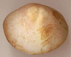 Image of Agaricus dulcidulus Schulzer 1874