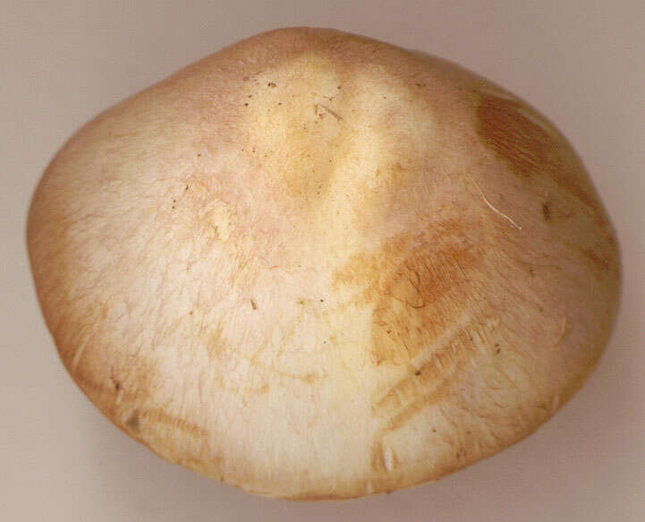 Image of Agaricus dulcidulus Schulzer 1874