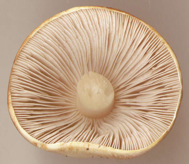 Image of Agaricus dulcidulus Schulzer 1874