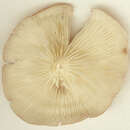 Image of Calocybe carnea