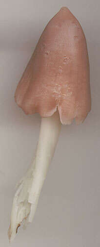 Image of Pink waxcap