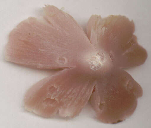 Image of Pink waxcap