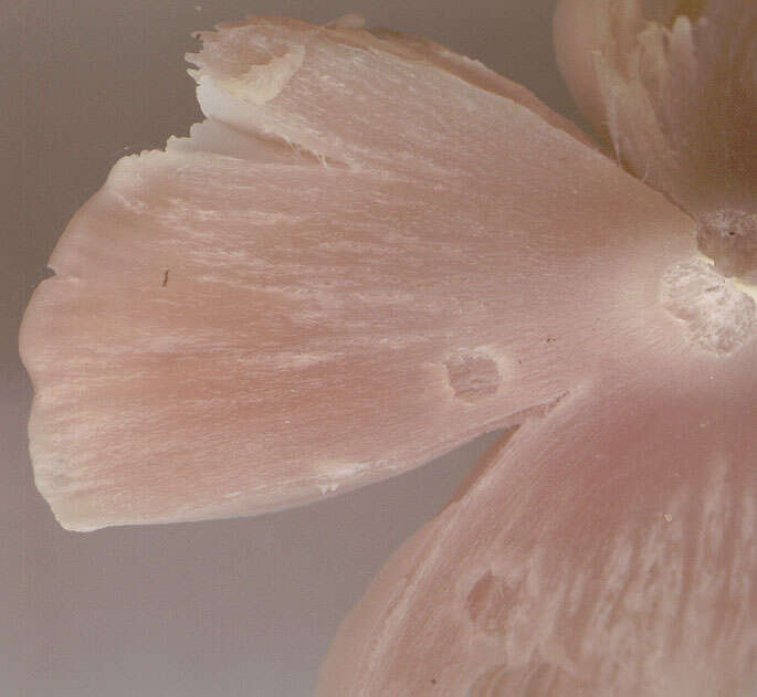 Image of Pink waxcap