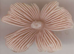 Image of Pink waxcap