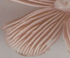 Image of Pink waxcap