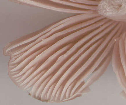 Image of Pink waxcap