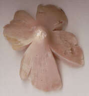 Image of Pink waxcap