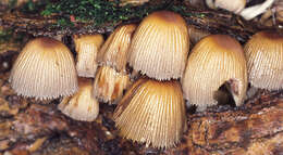 Image of Glistening Inky Cap