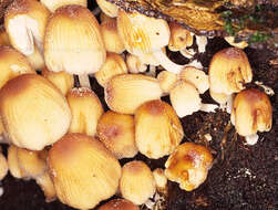 Image of Glistening Inky Cap