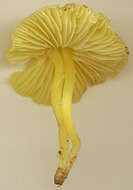 Hygrocybe chlorophana (Fr.) Wünsche 1877 resmi