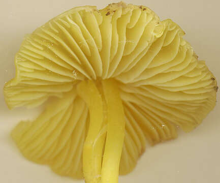 Hygrocybe chlorophana (Fr.) Wünsche 1877 resmi