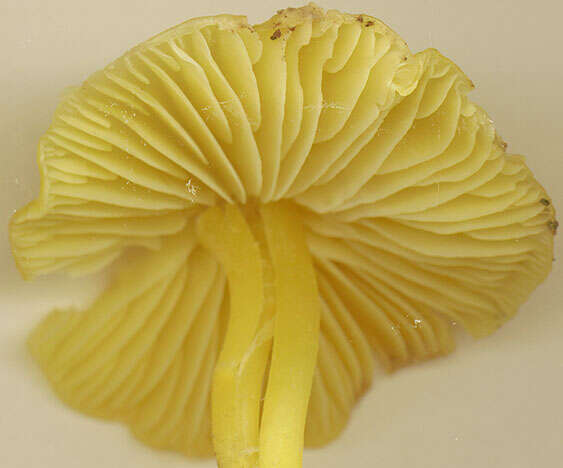 Hygrocybe chlorophana (Fr.) Wünsche 1877 resmi