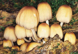 Image of Glistening Inky Cap