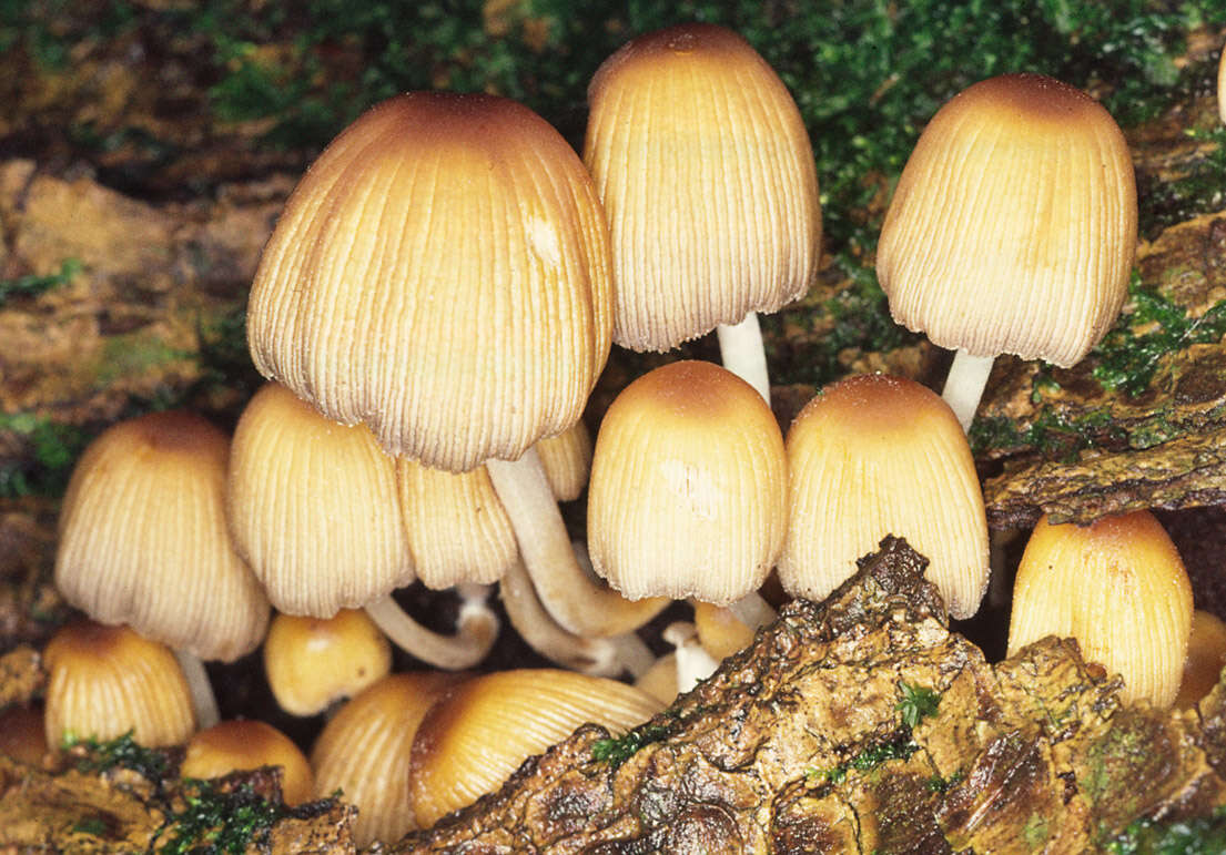 Image of Glistening Inky Cap