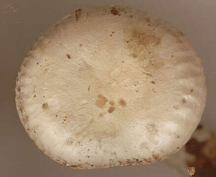 Image of Atractosporocybe