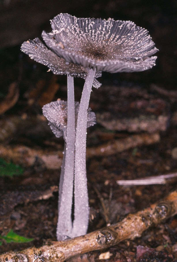 Image de Coprin faux pied-de-lièvre