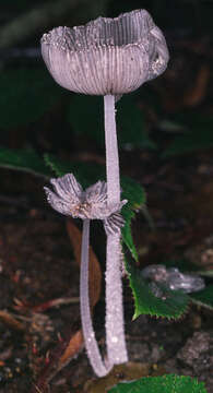 Imagem de Coprinopsis jonesii (Peck) Redhead, Vilgalys & Moncalvo 2001