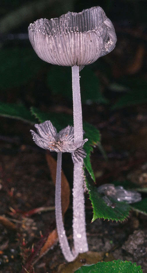 Image de Coprin faux pied-de-lièvre