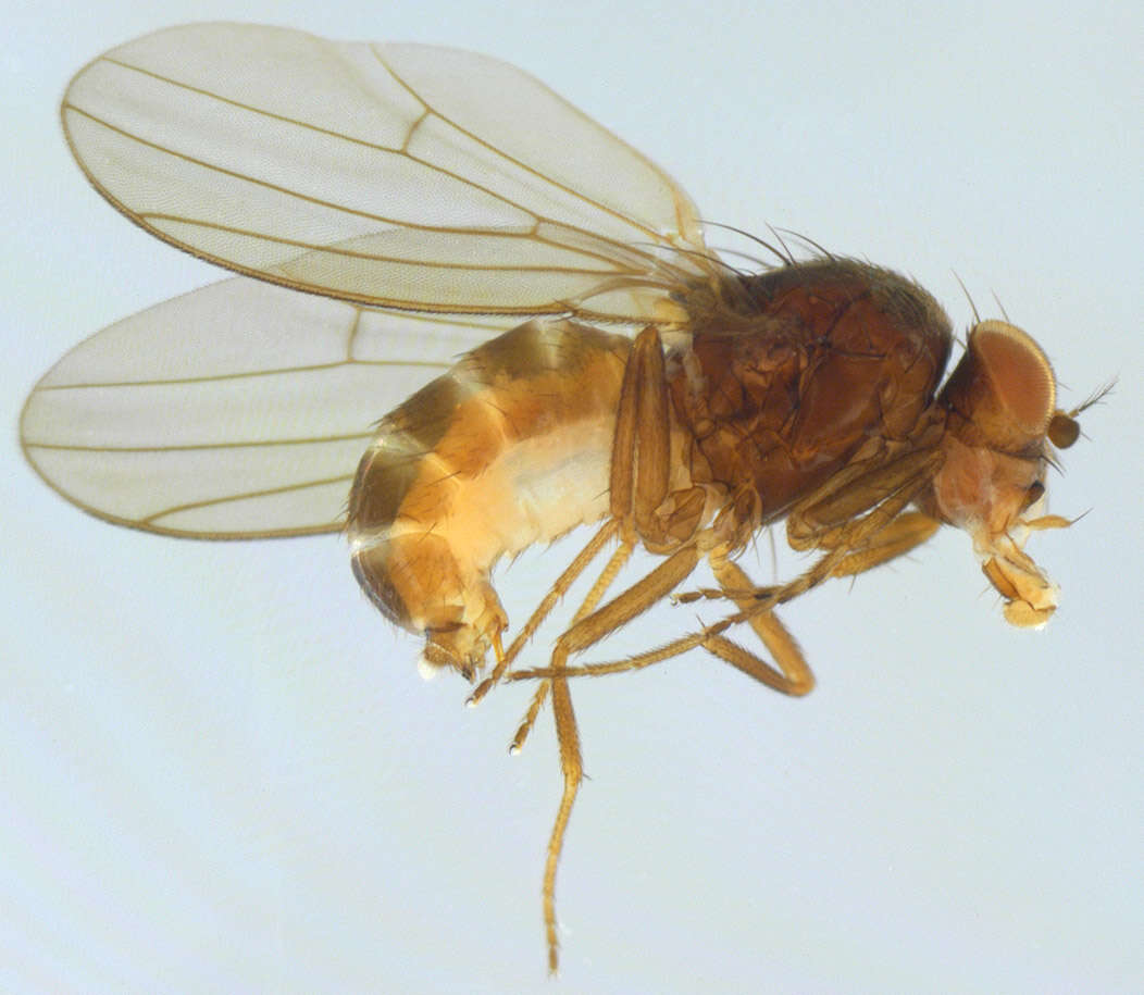 Image of Drosophila obscura Fallen 1823