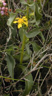 Image of goldenrod