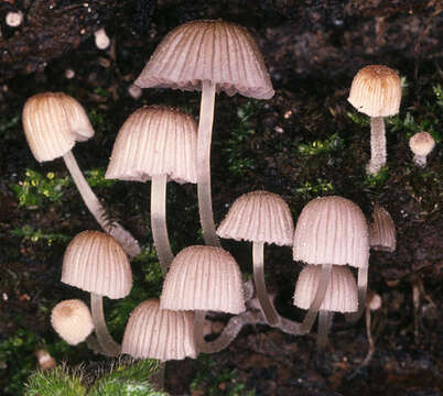 Image of Coprinellus disseminatus (Pers.) J. E. Lange 1938