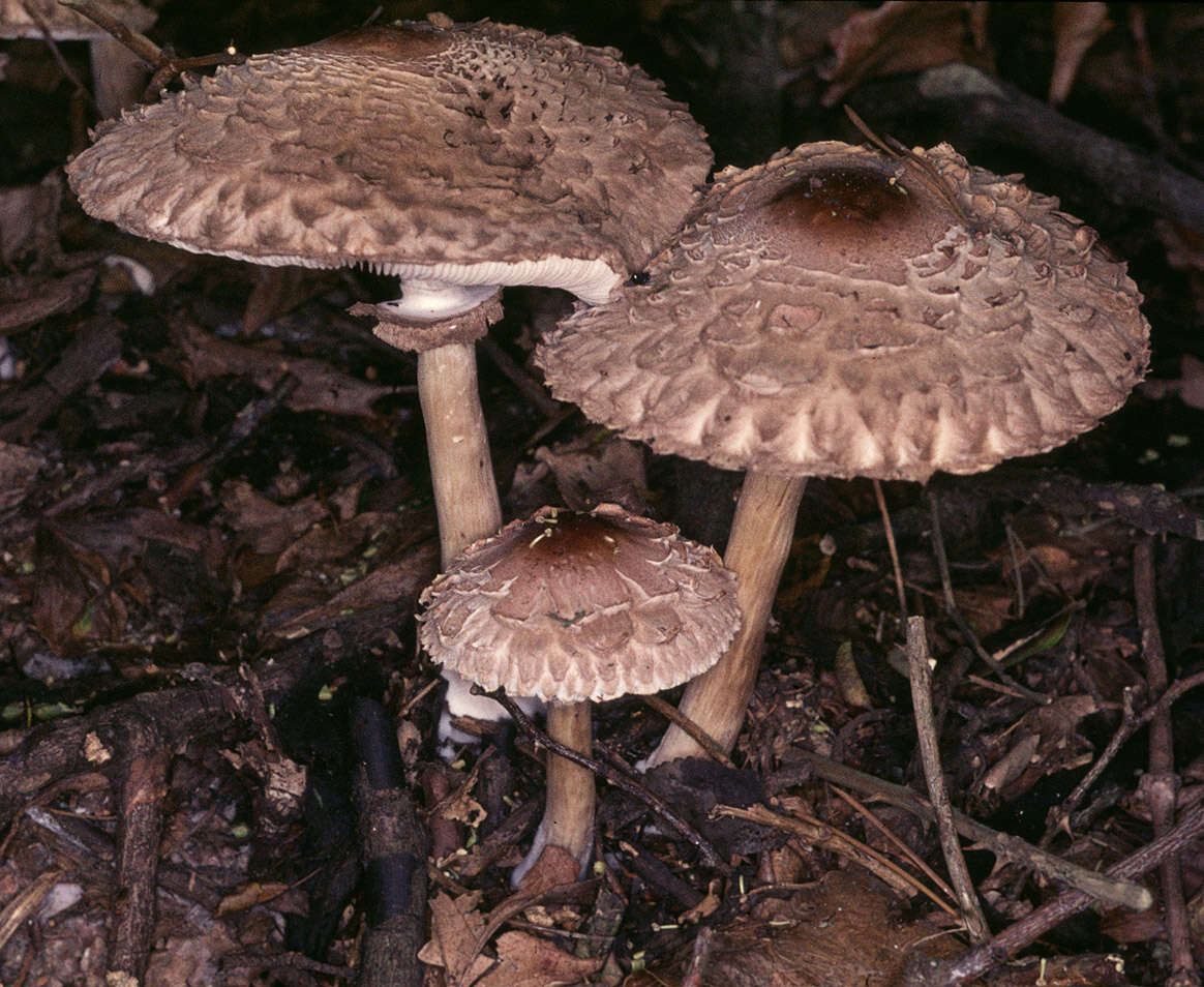 Plancia ëd Chlorophyllum olivieri (Barla) Vellinga 2002